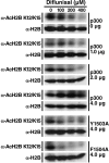 Figure 3—figure supplement 2.