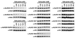 Figure 2—figure supplement 1.
