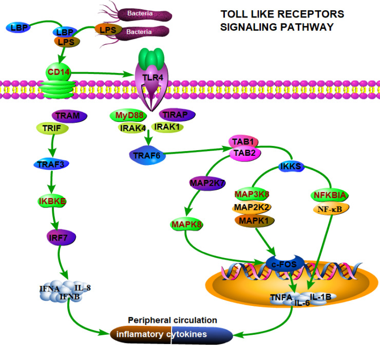 The figure shows a bacterial molecule binding to cell receptors, activating proteins that produce cytokines and trigger an immune response. This process influences immune-regulating genes, enhancing infection defense.