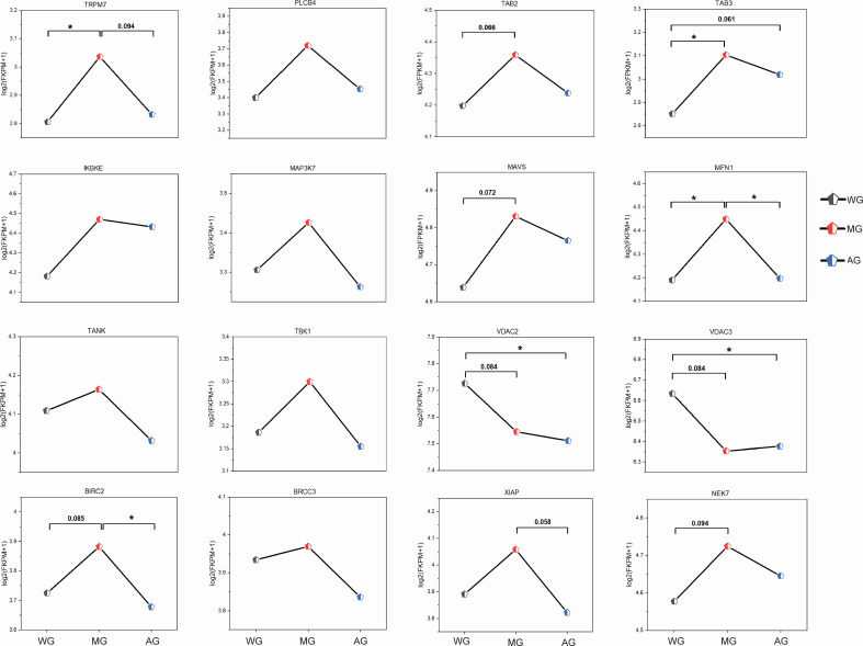 The figure shows multiple line graphs comparing bacterial gene expression levels in three groups: WG, MG, and AG. Each graph depicts changes in gene expression, highlights significant differences, indicating distinct expression patterns among the groups.