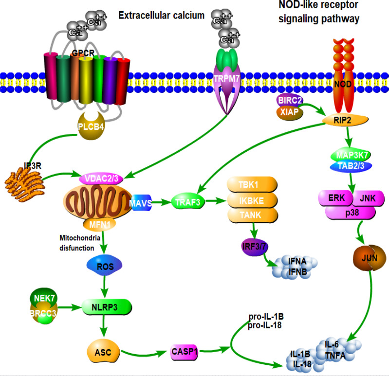 Figure shows how external calcium and cell receptors trigger responses inside the cell. Signaling pathways involve calcium transport, mitochondrial function, protein interactions, leading to immune responses, inflammation, cellular defense mechanisms.