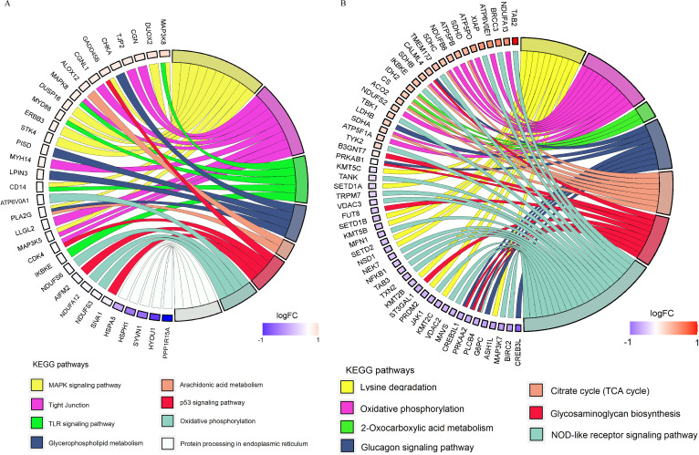 The image shows two circular plots comparing gene expressions in different pathways. Lines connect genes to pathways, with colors ranging from purple for low expression to red for high expression, indicating gene expression intensity.