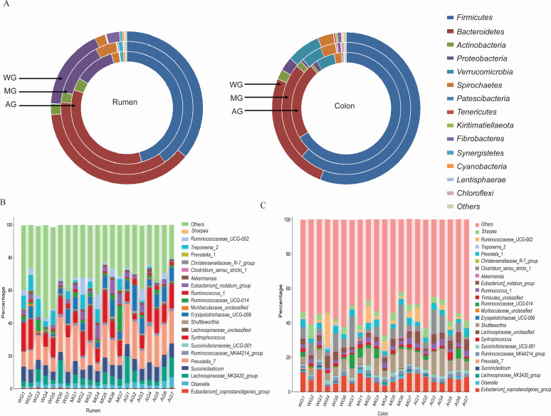 Figure shows bacterial phyla distribution in lambs' rumen and colon on different diets. Firmicutes and Bacteroidetes are predominant, with MG showing higher diversity. Bar plots depict the relative abundance of bacterial genera in both rumen and colon.