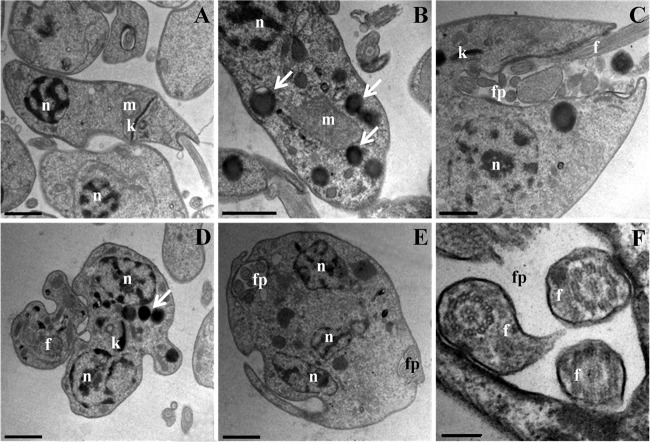 FIG 6