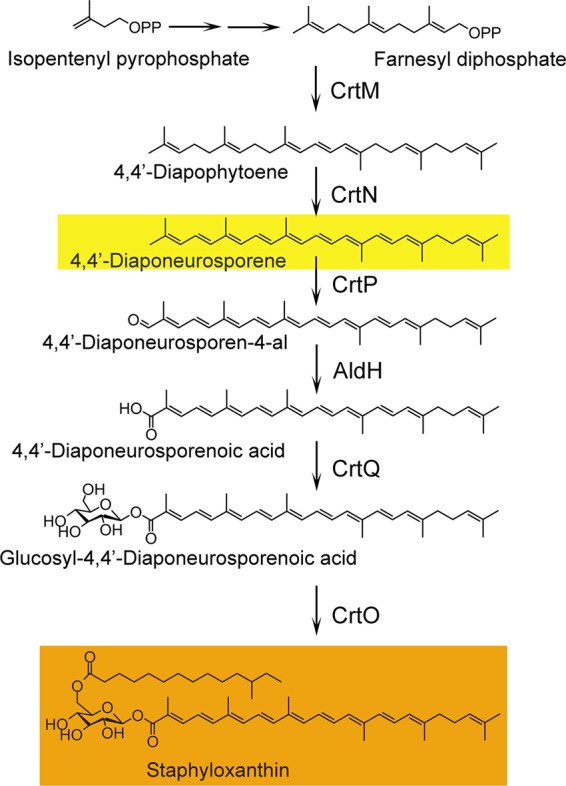 FIG 1 