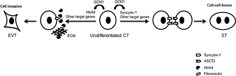 Fig 7