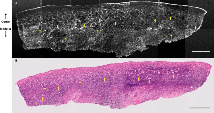 Fig. 4