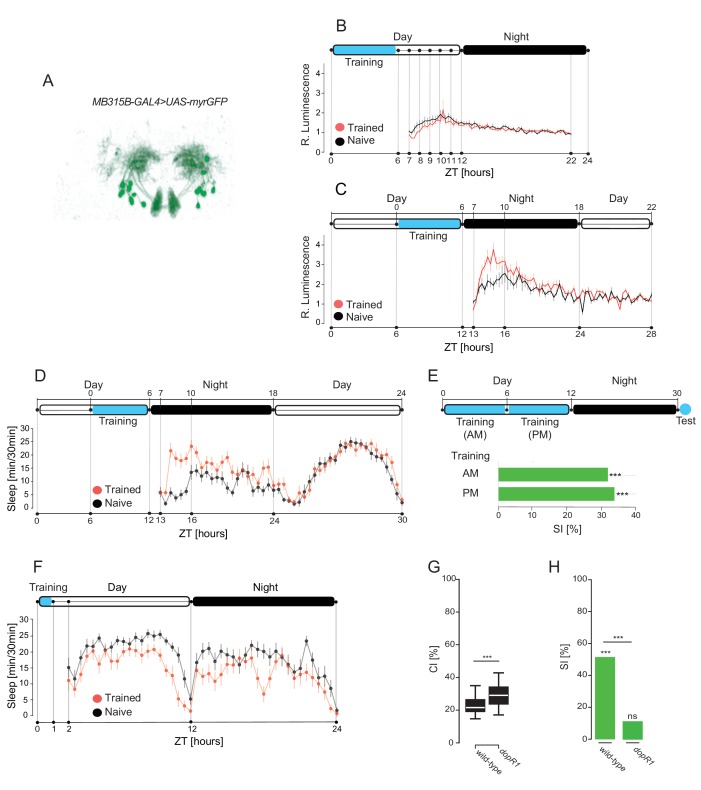 Figure 1—figure supplement 1.