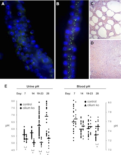 Fig. 12.