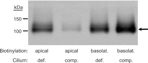 Fig. 9.