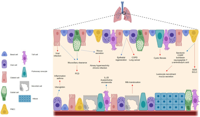 Cellular and functional heterogeneity of the airway epithelium - PMC