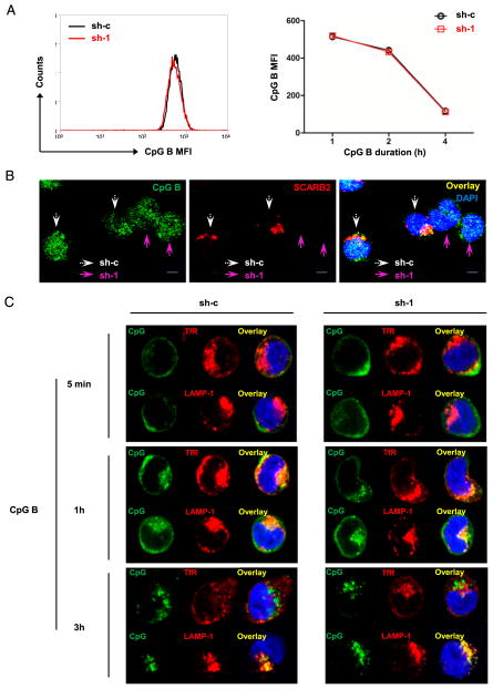 FIGURE 6