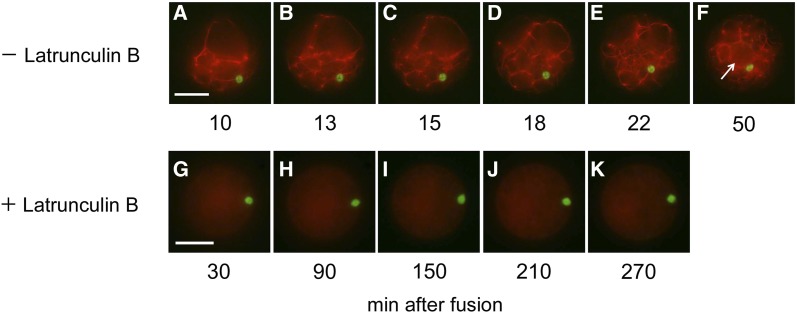 Figure 5.