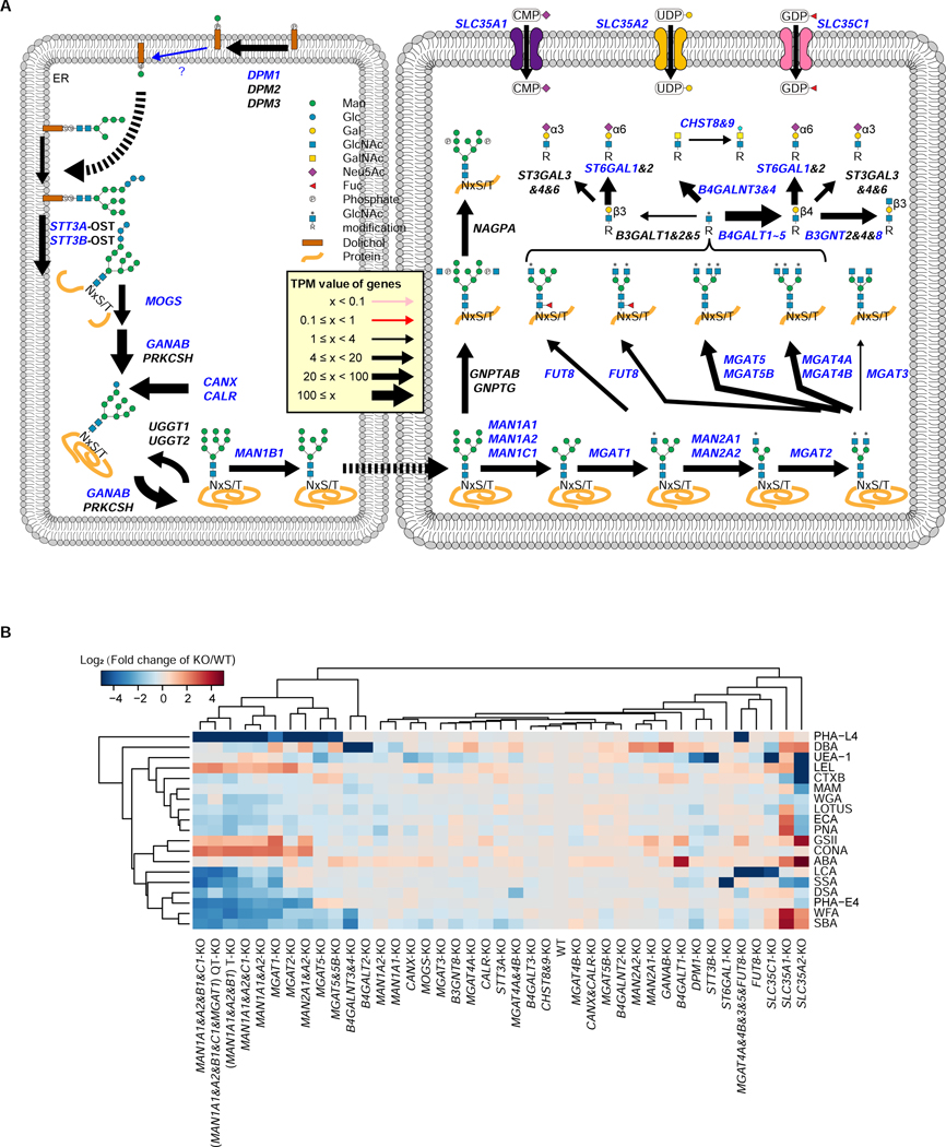 Figure 4.