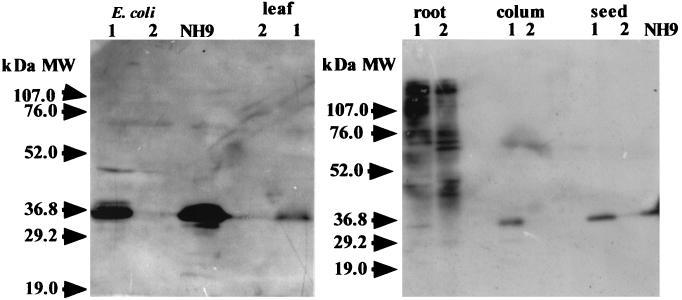 FIG. 8.