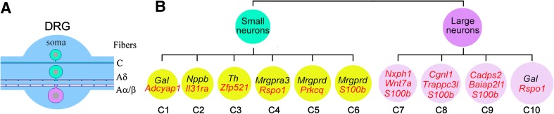 Fig. 1