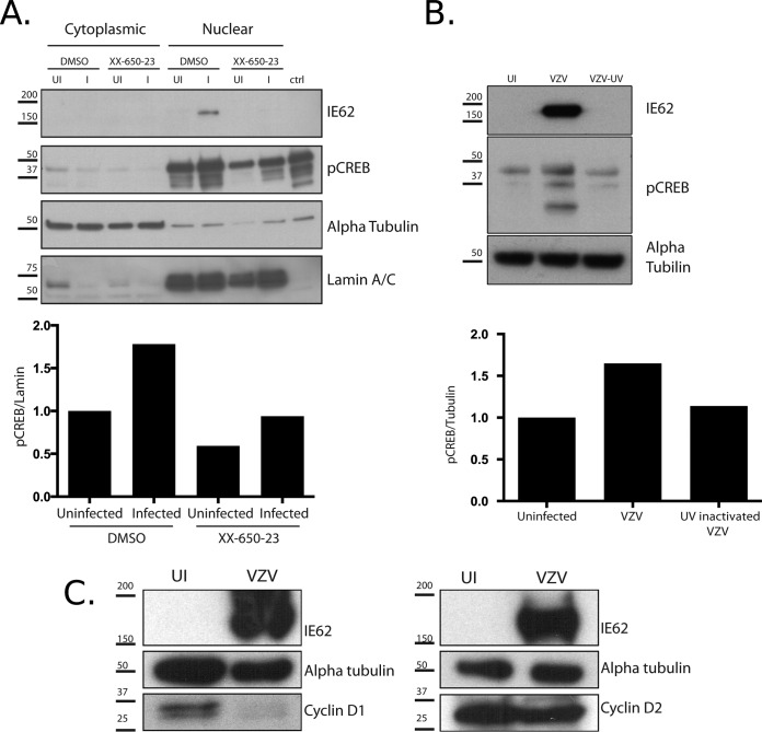 FIG 2