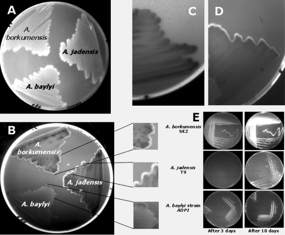 FIG. 4.