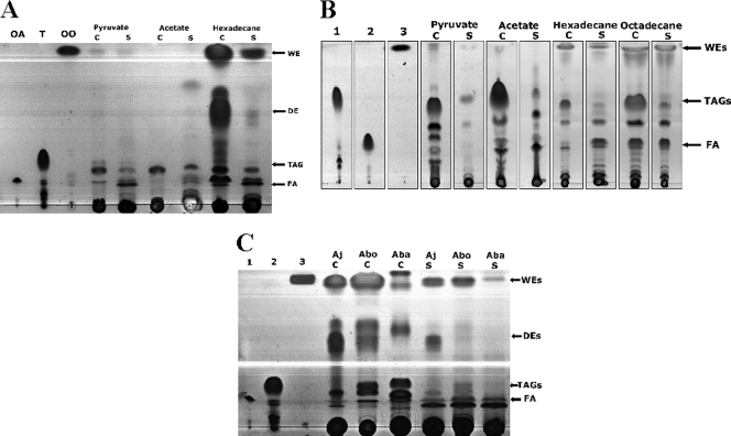 FIG. 1.