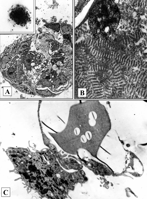 Figure 2)