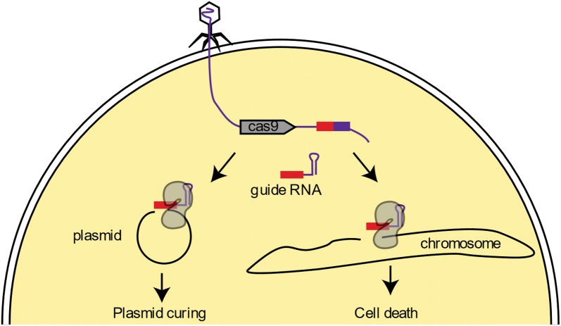 Figure 1