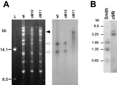 FIG. 7