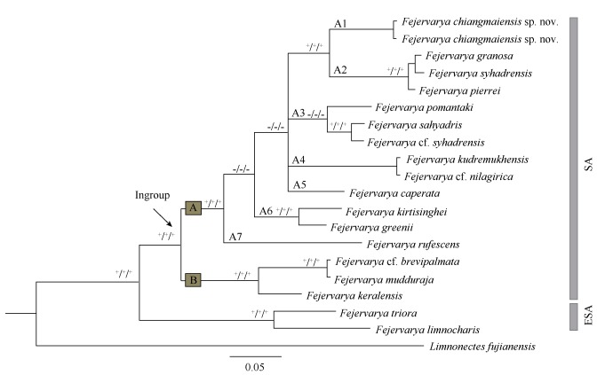 Numbers above branches represent bootstrap support for Bayesian posterior probabilities (BPP; *&gt;95%), maximum parsimony (MP; *≥75%), and maximum likelihood (ML; *≥75%), and "-" denotes low support (BPP&lt;95% or BS&lt;70%). Numbers near branches represent bootstrap support for Bayesian posterior probability MP and ML inferences, and (BPP/MP/ML). Scale bar represents 0.05 nucleotide substitutions per site. SA=South Asian group; ESA=East and Southeast Asian group.