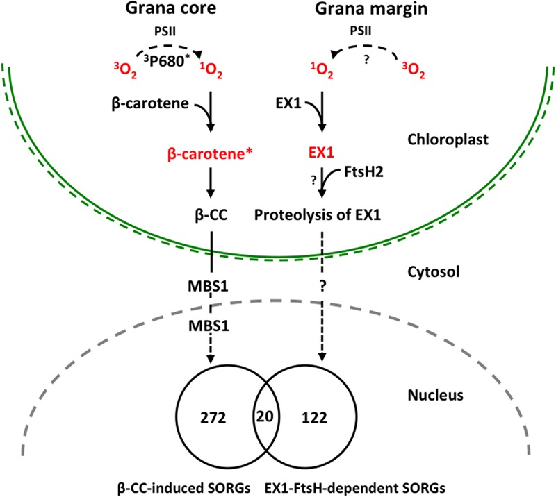 FIGURE 2