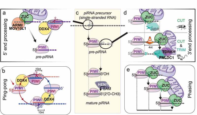 An introduction to PIWI-interacting RNAs (piRNAs) in the context of ...