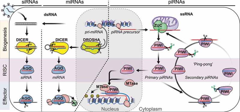 An introduction to PIWI-interacting RNAs (piRNAs) in the context of ...