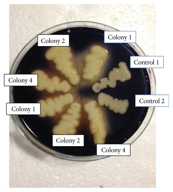 Figure 2