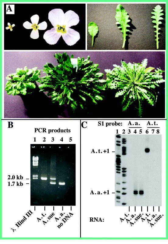 Figure 6.