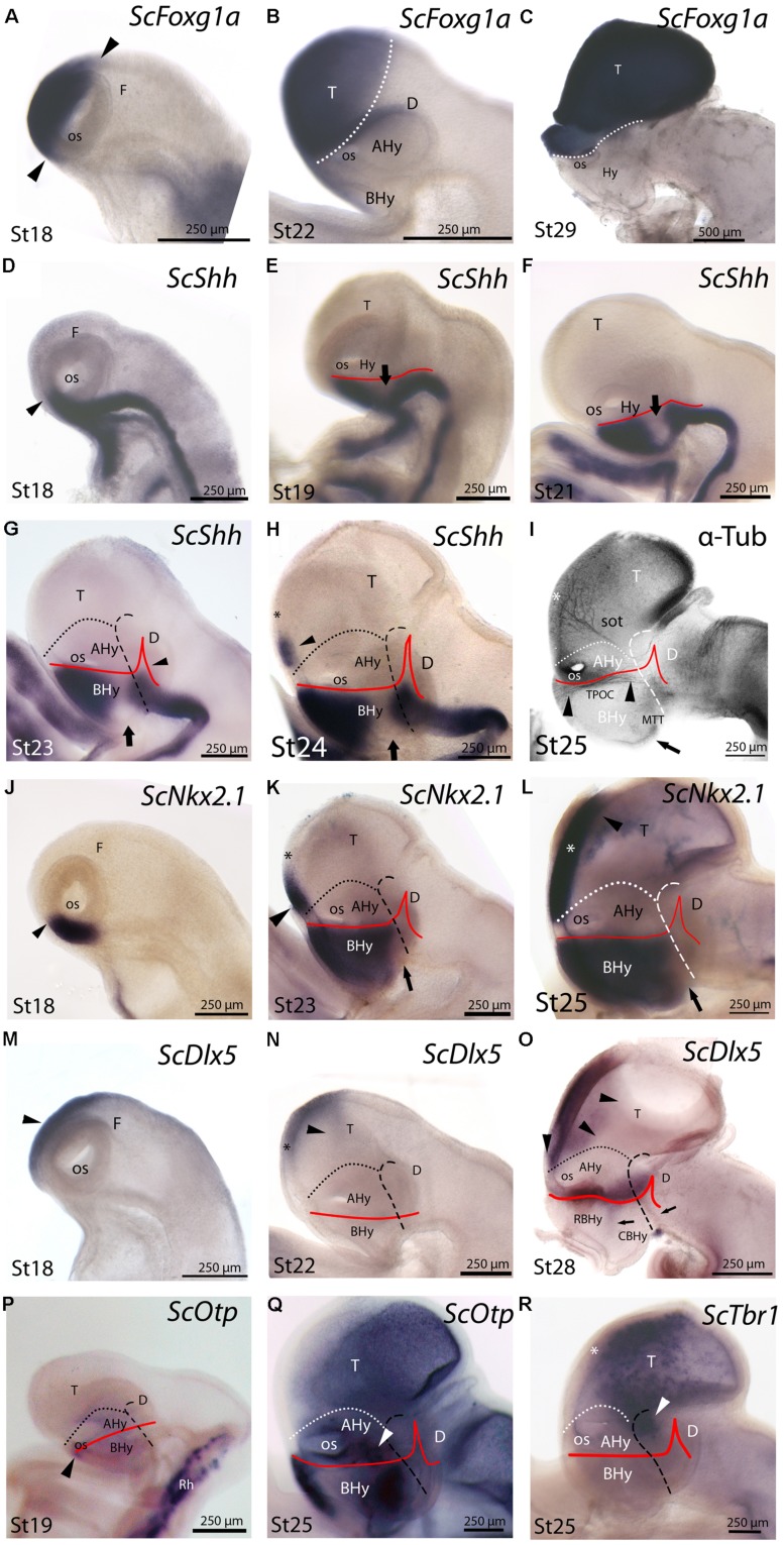 FIGURE 3