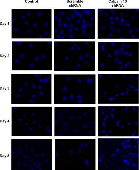 Fig. 8.