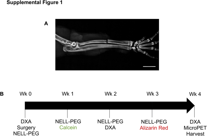 Supplemental Figure 1