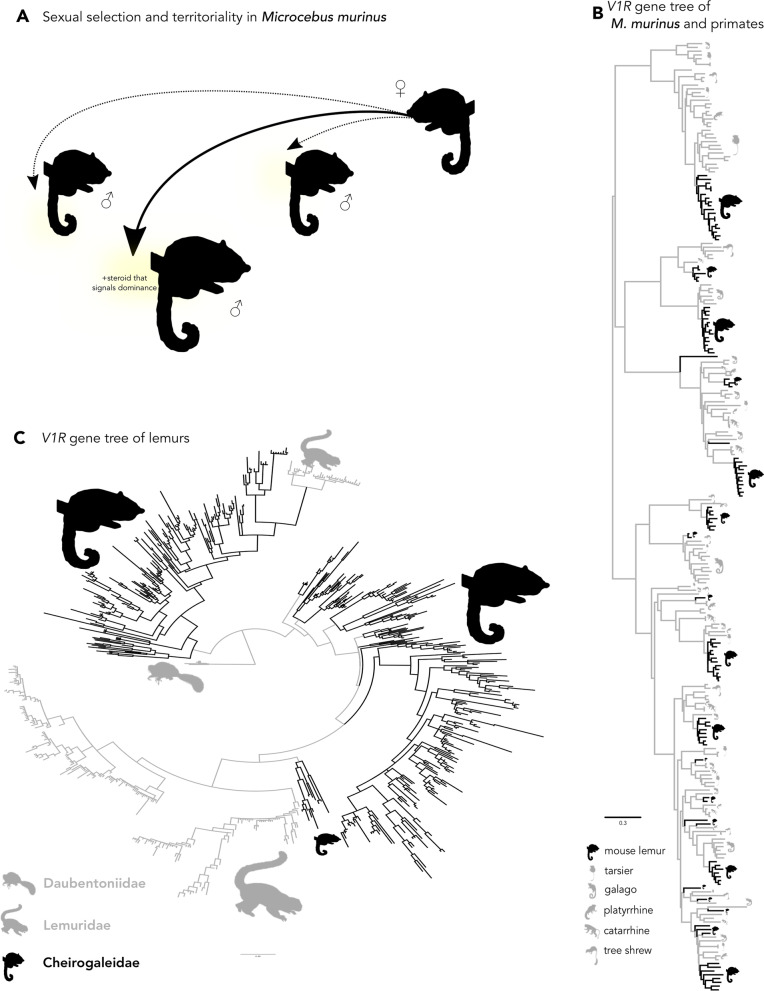 Fig. 5