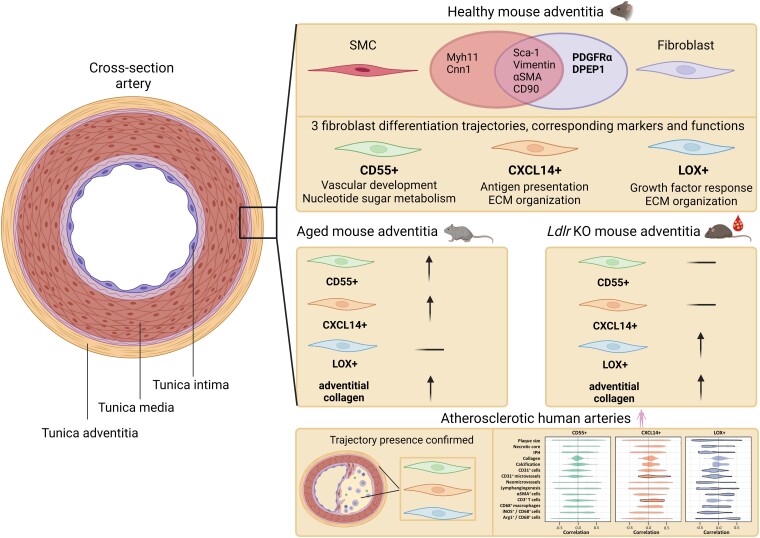 Graphical Abstract