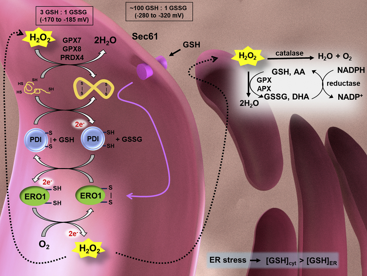 Fig. 2.