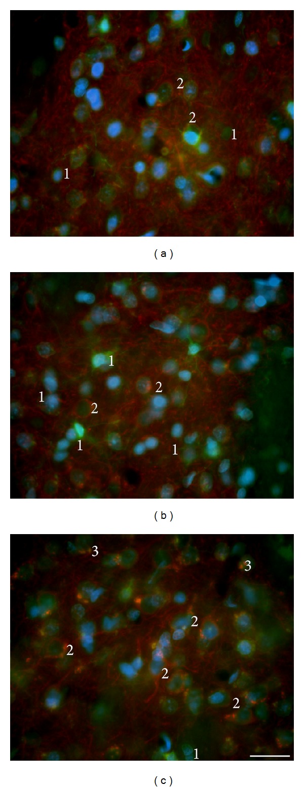 Figure 12