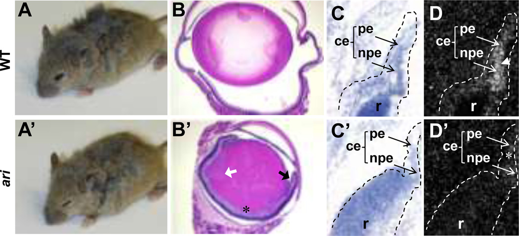 Fig. 8