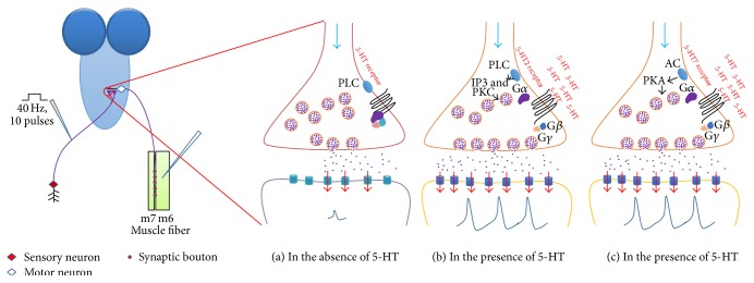 Figure 18