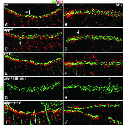 Figure 3.—