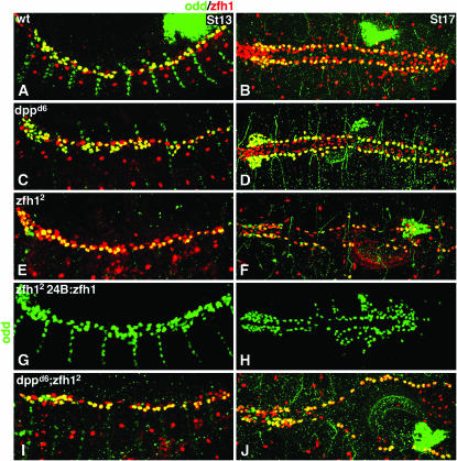 Figure 2.—