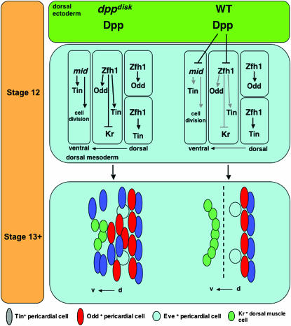 Figure 10.—