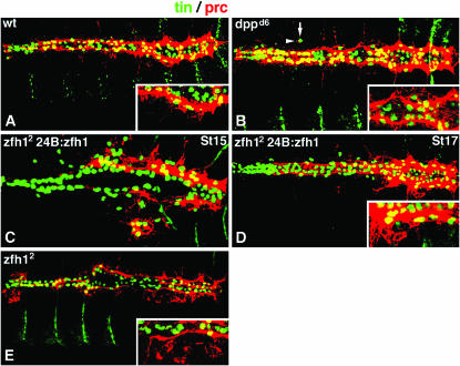 Figure 6.—