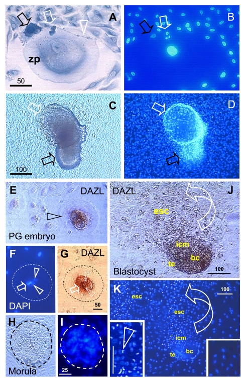 Figure 11.