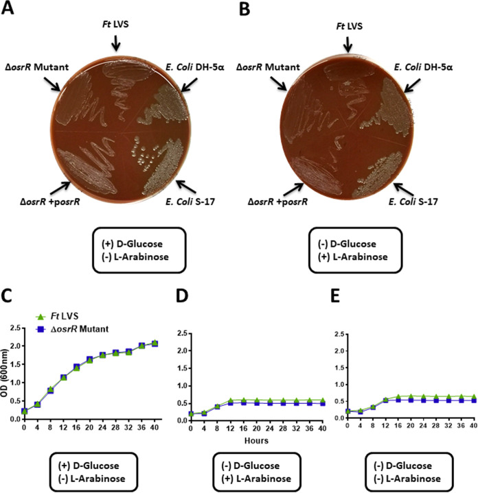 FIG 1