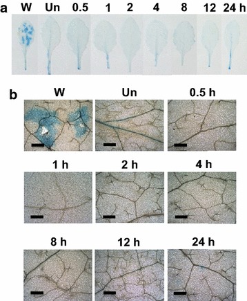 Fig. 1