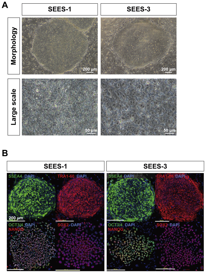 Supplemental Fig. 7