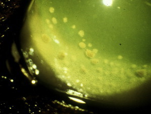 Fig. 4